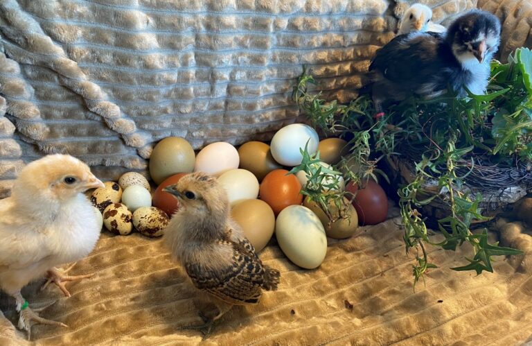 Mehr über den Artikel erfahren Osterwünsche