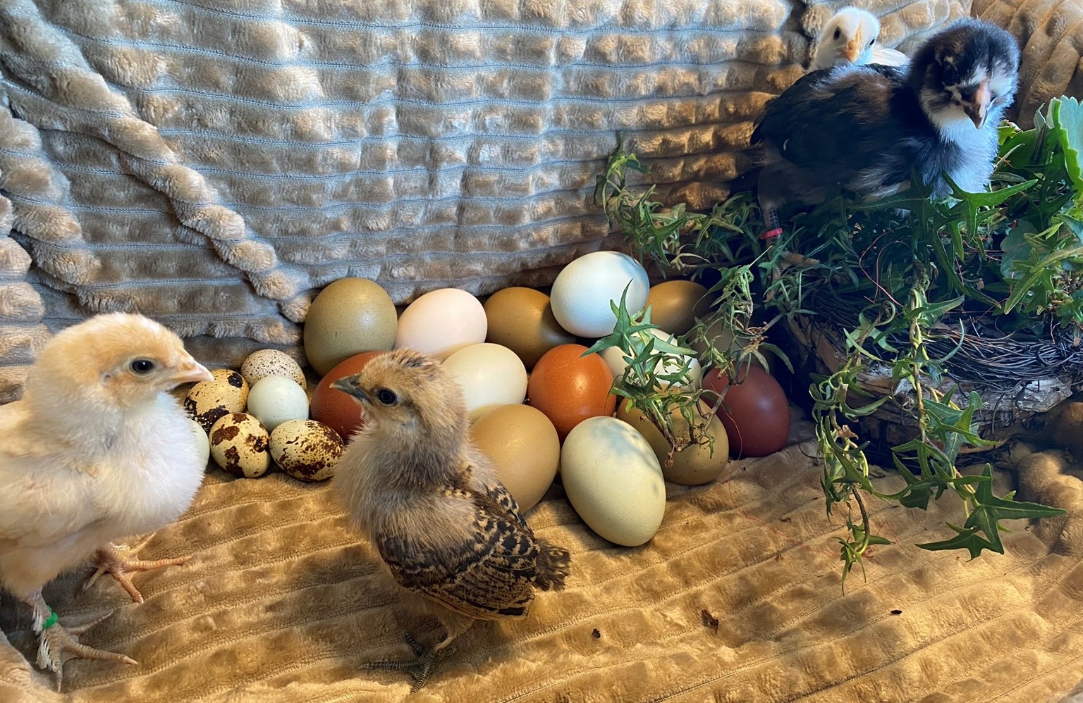 Sie betrachten gerade Osterwünsche